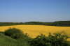 Mai - Rapsfeld bei Eutin